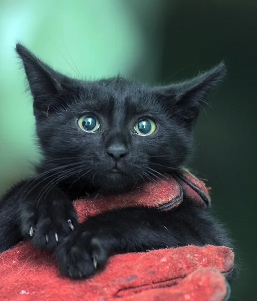 Zwart katje — Stockfoto