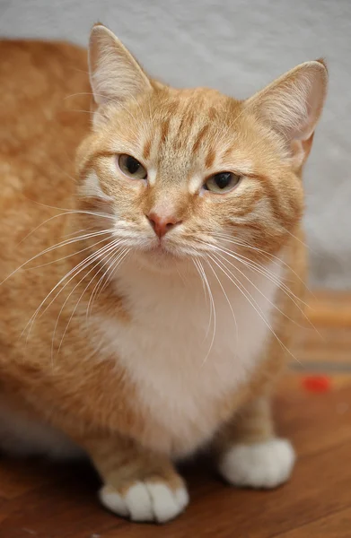 Gato vermelho — Fotografia de Stock