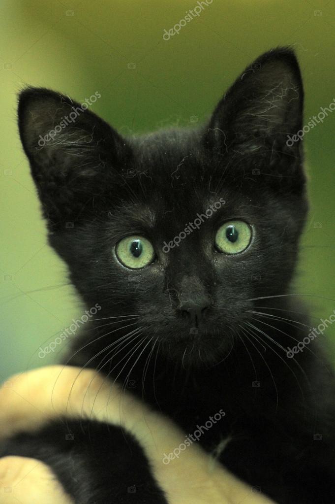 Chaton Noir Images Libres De Droit Photos De Chaton Noir Depositphotos