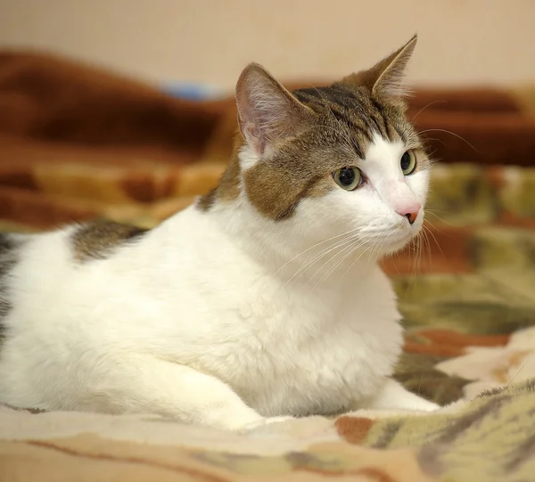 Kabarık kedi — Stok fotoğraf