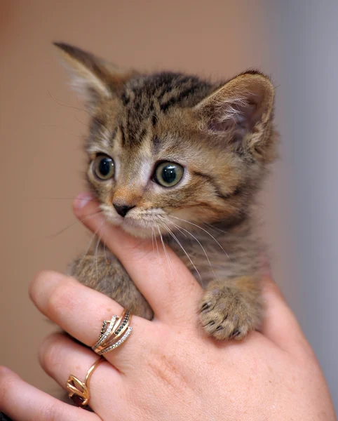 Retrato de un lindo gatito tabby —  Fotos de Stock