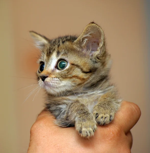 Ritratto di un simpatico gattino tabby — Foto Stock