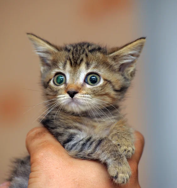 Portrait of a cute tabby kitten — Stock Photo, Image