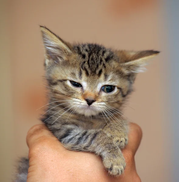 Πορτρέτο του ένα χαριτωμένο τιγρέ γατάκι — Φωτογραφία Αρχείου