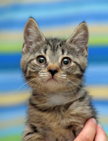 Retrato de un lindo gatito tabby —  Fotos de Stock