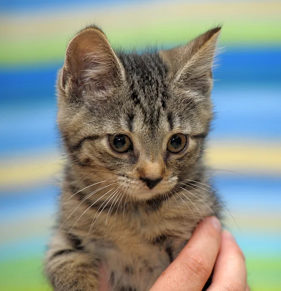 一只可爱的虎斑小猫的肖像 — 图库照片