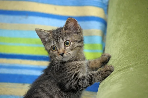 Retrato de um gato listrado sentado no sofá — Fotografia de Stock