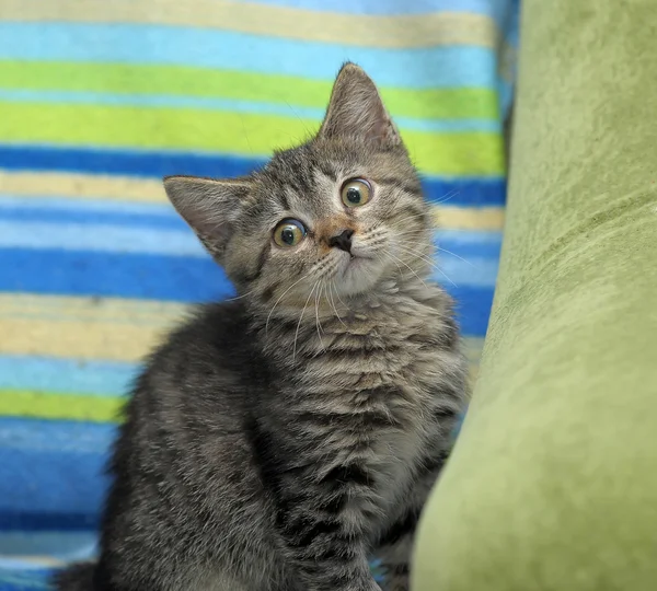 Portrait of a striped cat sitting on the couch — Stock Photo, Image