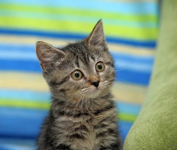 Portréja egy csíkos macska ül a kanapén — Stock Fotó