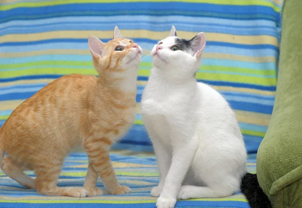 Rood en zwart-witte katten zitten op de Bank — Stockfoto