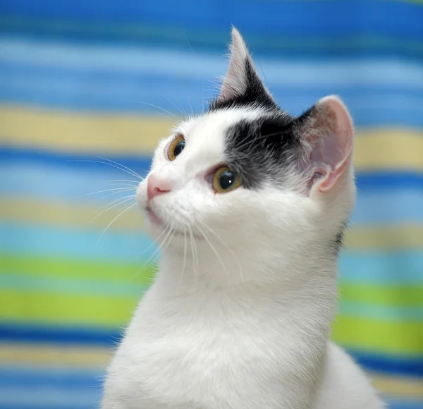 Πορτρέτο μιας ασπρόμαυρης γάτας — Φωτογραφία Αρχείου