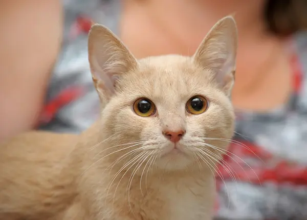 Porträtt av vackra ingefära kattunge — Stockfoto