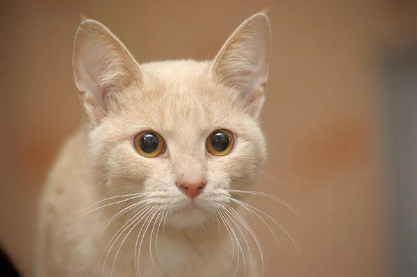 Portrait of beautiful ginger kitten — Stock Photo, Image