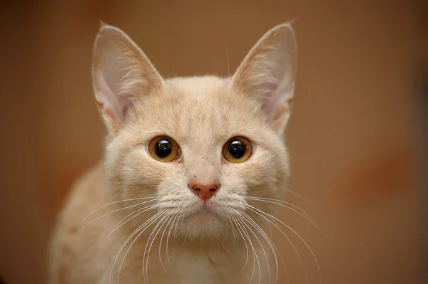 Retrato de hermoso gatito jengibre — Foto de Stock