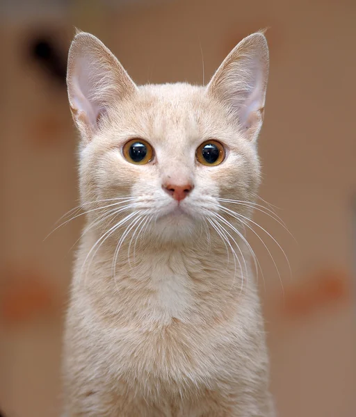 Портрет прекрасного рыжего котенка — стоковое фото