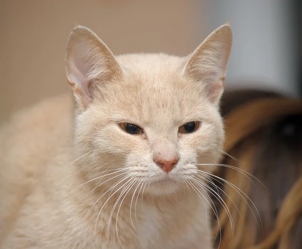Портрет красивого імбирного кошеня — стокове фото