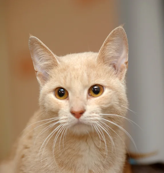 Портрет прекрасного рыжего котенка — стоковое фото