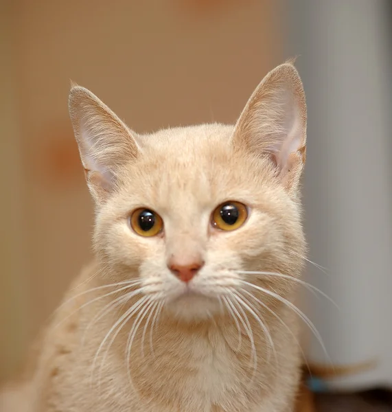 Retrato de gatinho de gengibre bonito — Fotografia de Stock