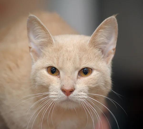 Portrét krásné zrzavé kotě — Stock fotografie