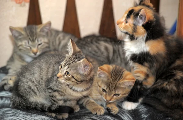 Kittens liggend op de Bank — Stockfoto