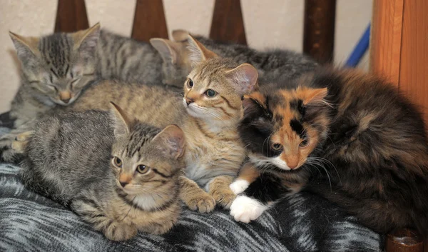 Kittens liggend op de Bank — Stockfoto