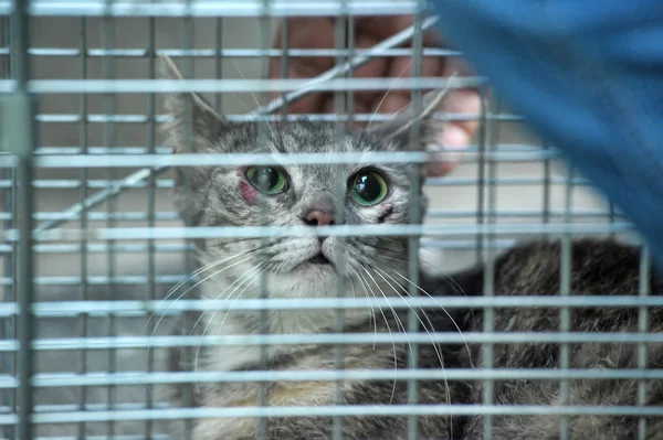 Gato gris sentado en una jaula —  Fotos de Stock