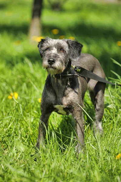 Dog standing on the lawn with dandelions — Stock Photo, Image