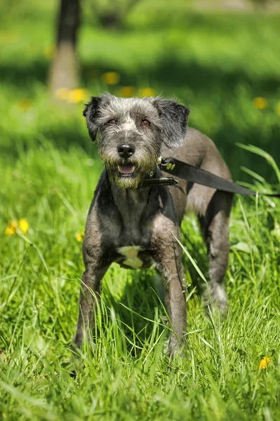 Dog standing on the lawn with dandelions — Stock Photo, Image