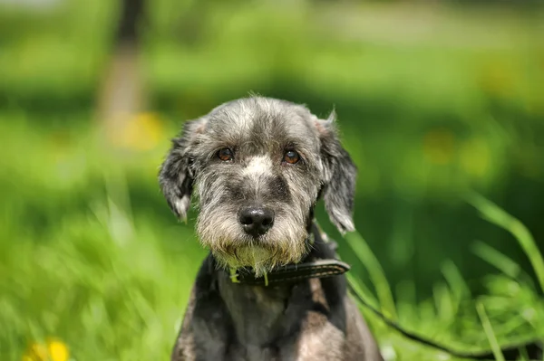 Dog standing on the lawn with dandelions — Stock Photo, Image