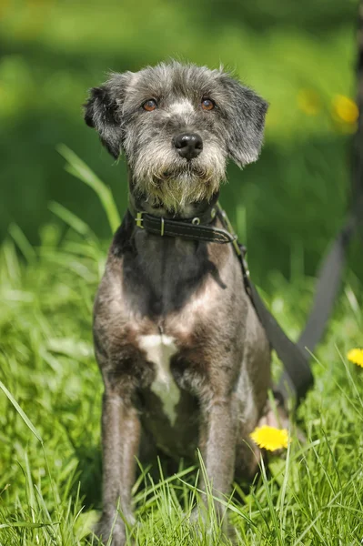 Dog sitting on the grass with dandelions — Stock Photo, Image
