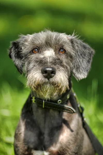 Dog portrait on a green background — Stock Photo, Image