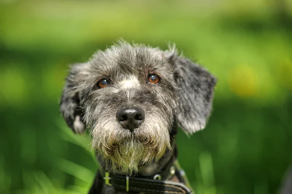 Yeşil bir arka plan üzerinde köpek portre — Stok fotoğraf