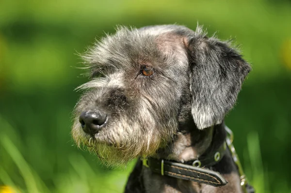Yeşil bir arka plan üzerinde köpek portre — Stok fotoğraf