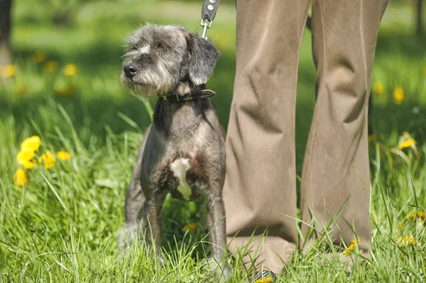 Portrait of a dog with a host — Stock Photo, Image