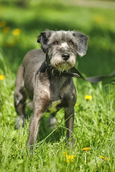 Portret van een hond op het gras — Stockfoto