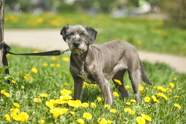 Ritratto di cane sull'erba — Foto Stock