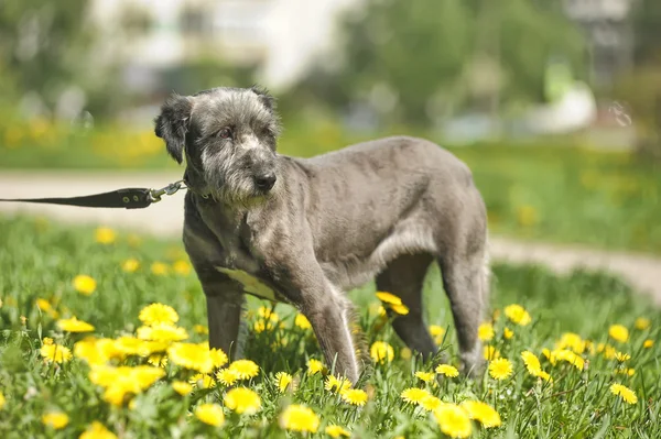 Πορτρέτο του ένα σκυλί στο γρασίδι — Φωτογραφία Αρχείου