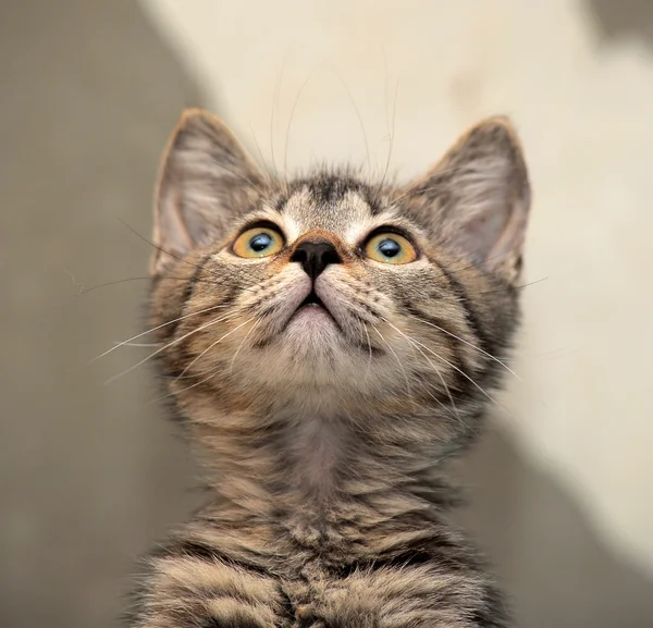 Retrato de un gato a rayas — Foto de Stock