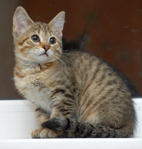 Portrait of the little tabby kitten — Stock Photo, Image