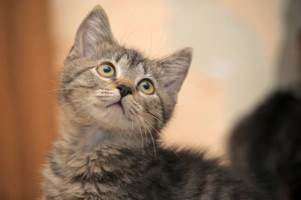 Küçük tabby yavru kedi portresi — Stok fotoğraf