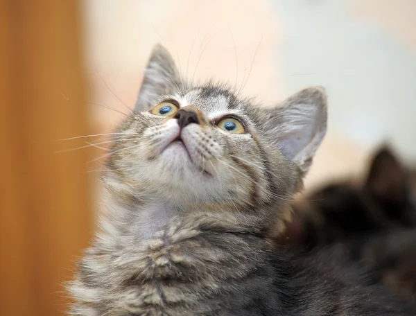 Retrato de un gato a rayas —  Fotos de Stock