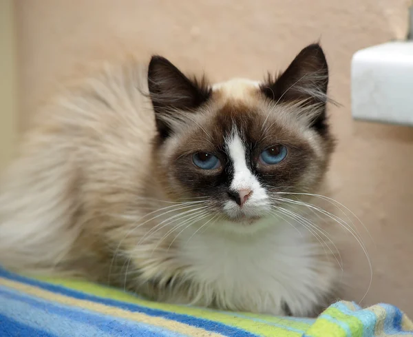 Porträt einer schönen Siam-Katze — Stockfoto