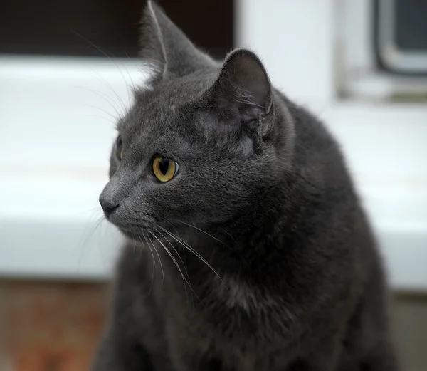 Портрет красивого чорного кота — стокове фото