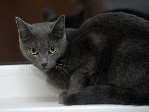 Retrato de um belo gato preto — Fotografia de Stock