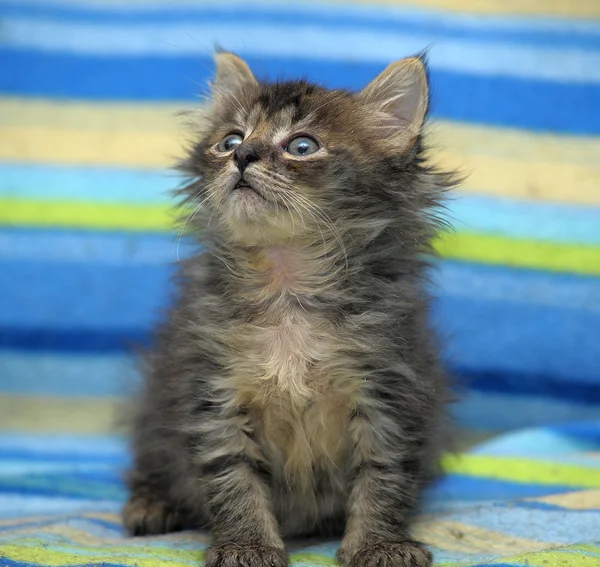 Портрет милого серого котенка — стоковое фото