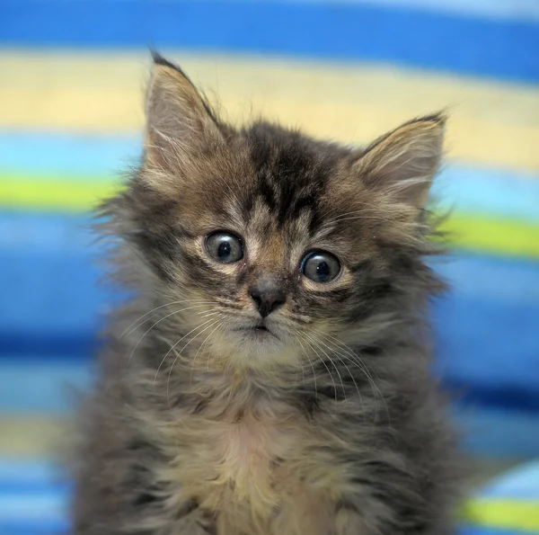 Portréja egy aranyos szürke cica — Stock Fotó