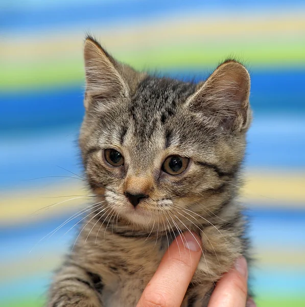 Ritratto di un simpatico gattino grigio — Foto Stock