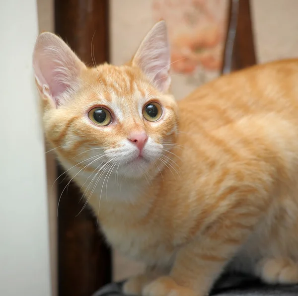 Beautiful ginger cat — Stock Photo, Image