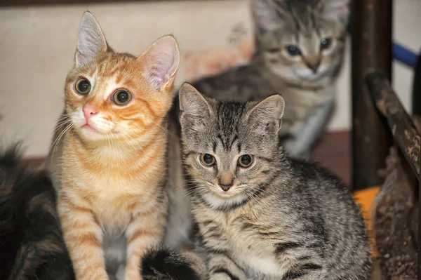 Cute kittens op de Bank — Stockfoto