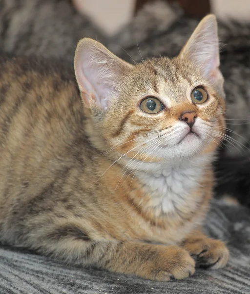 Портрет смугастого кота — стокове фото
